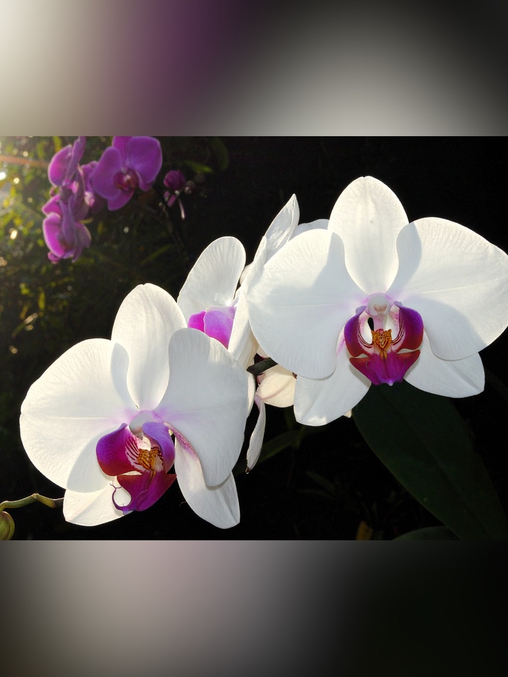 White and Purple Orchid Wall Art Print - Botanical Photography